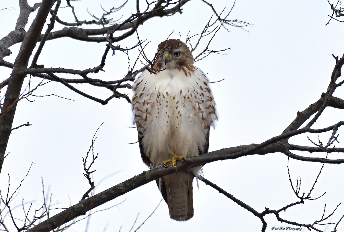 Red-tailed Hawk - ML298345831