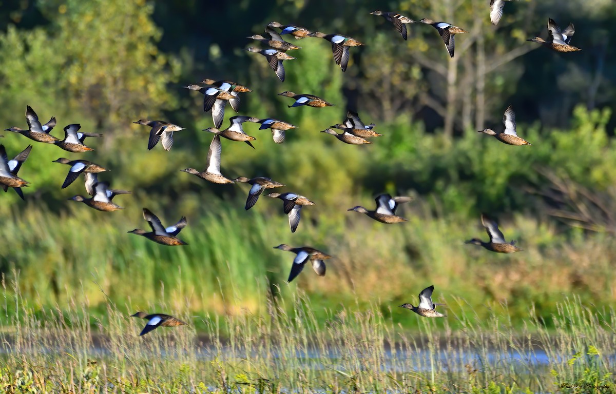 Green-winged Teal - ML298353631