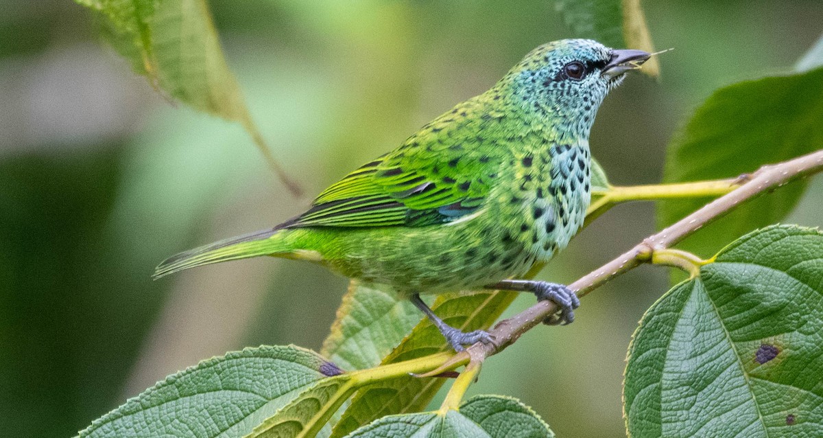 Spotted Tanager - ML298359091