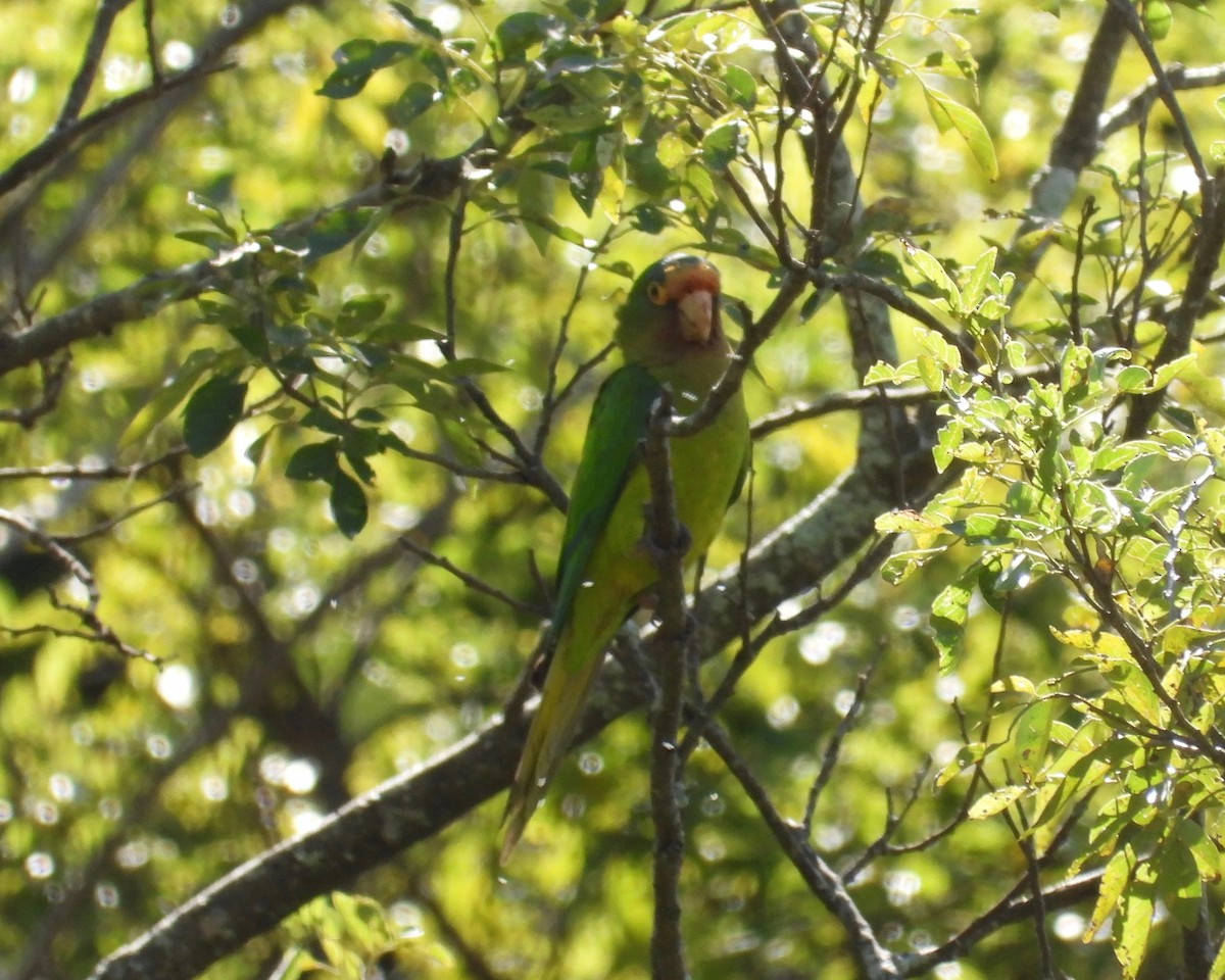 Orange-fronted Parakeet - grete pasch