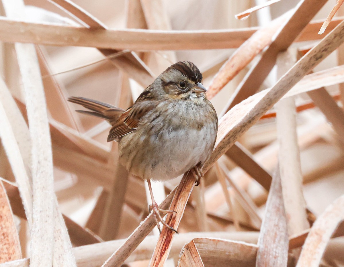 Swamp Sparrow - Robert Bochenek