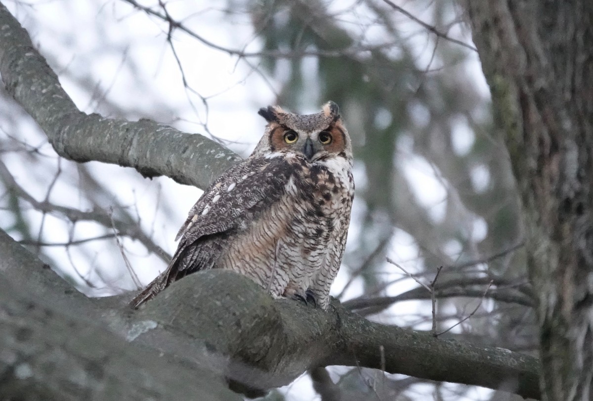 Great Horned Owl - ML298365361