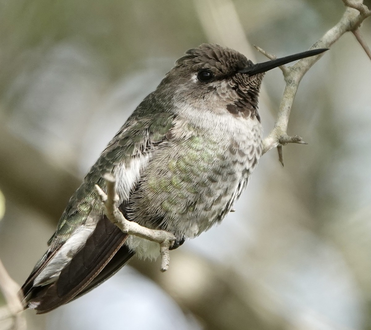 Anna's Hummingbird - Bert Wessling