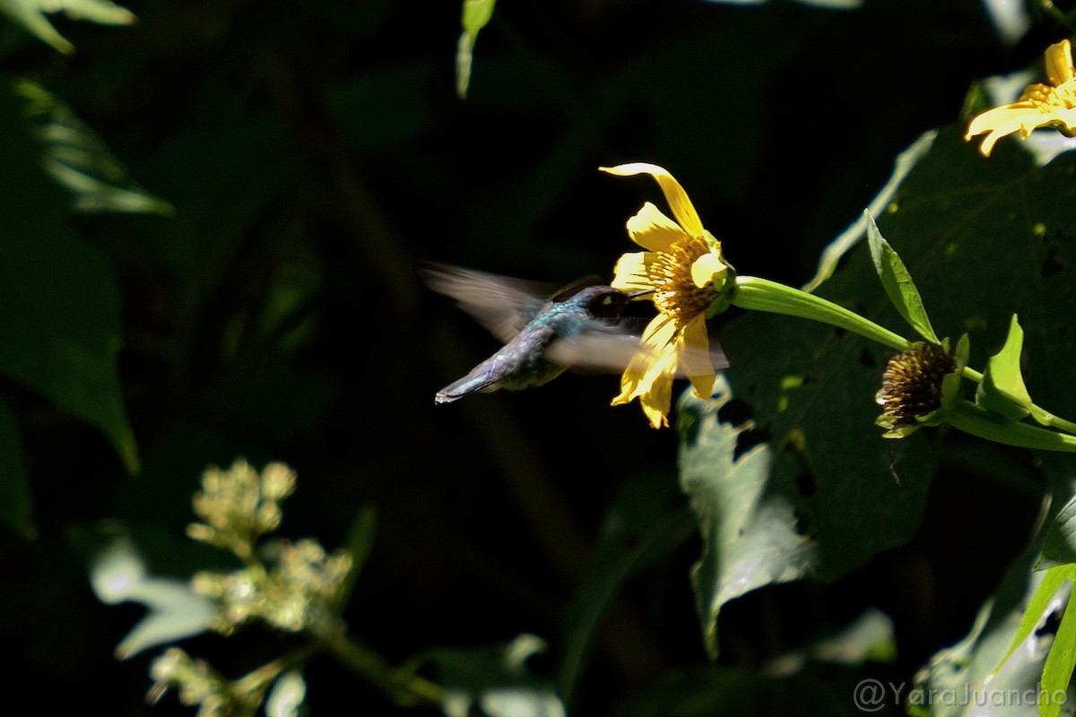 Violet-headed Hummingbird - ML298378781
