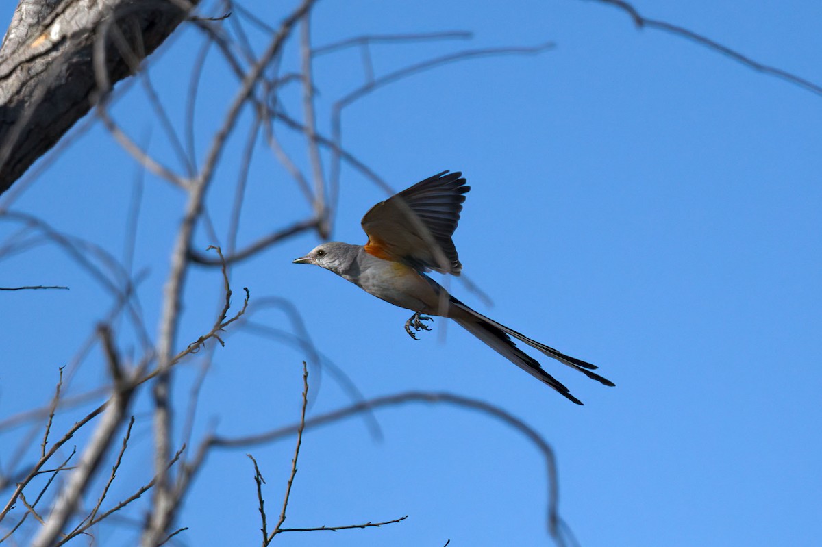 Scissor-tailed Flycatcher - Andrew Newmark