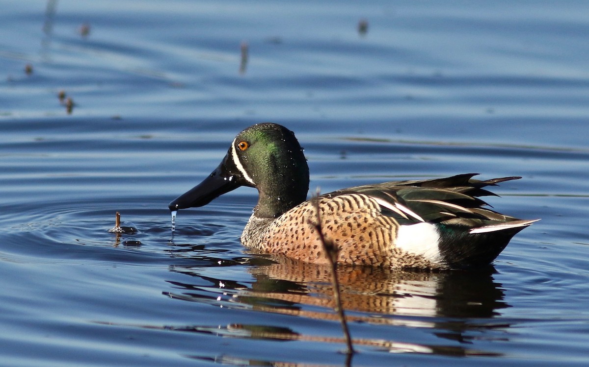 Blue-winged Teal x Northern Shoveler (hybrid) - Nora Papian
