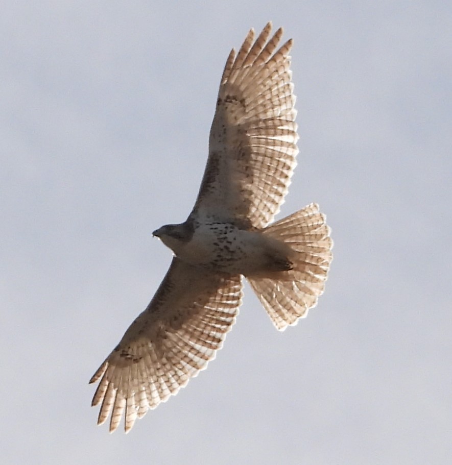 eBird Checklist - 16 Jan 2021 - Elise Walker Outdoor Learning Center ...