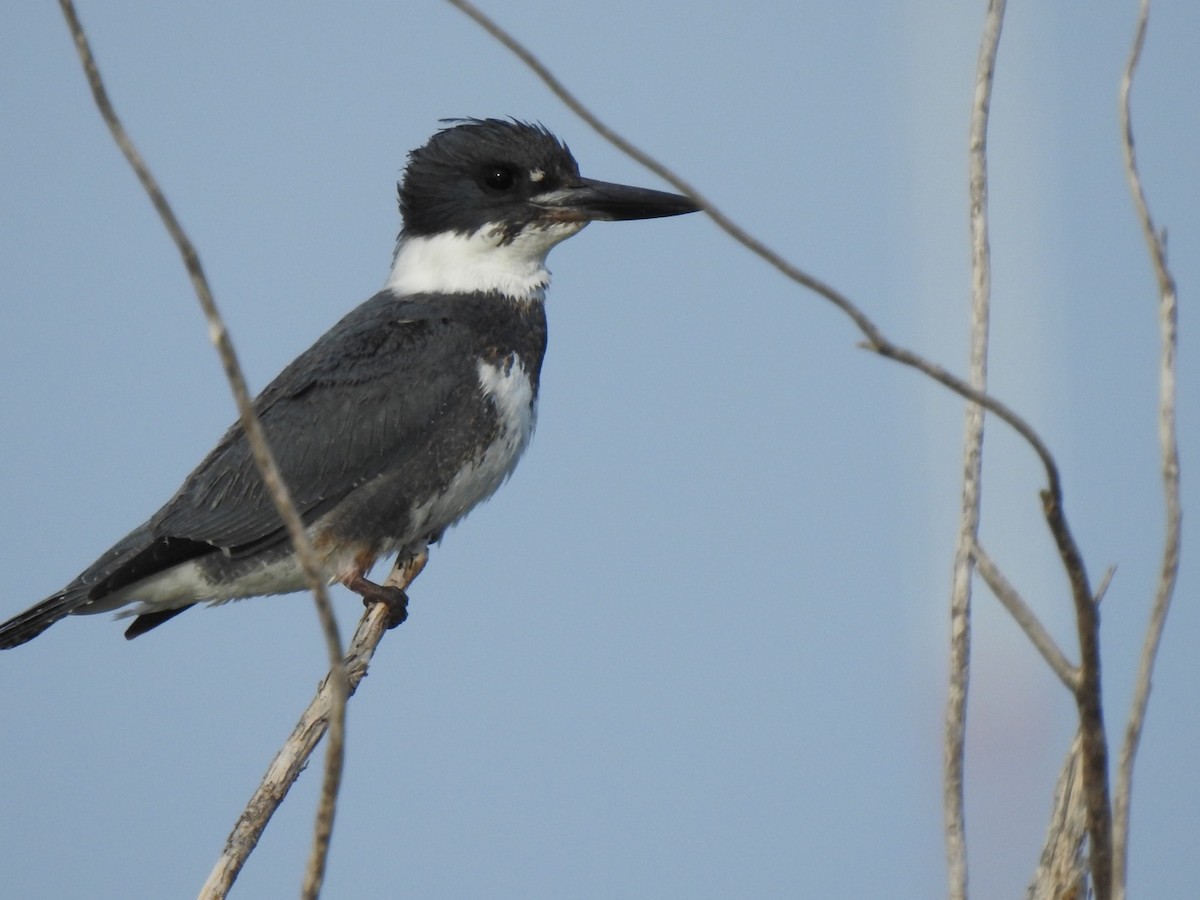 Belted Kingfisher - ML298400671