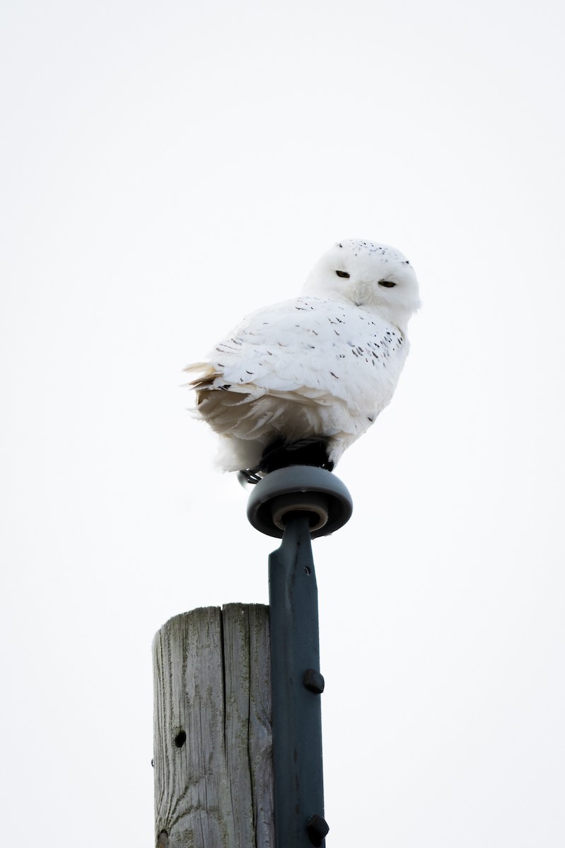 Snowy Owl - ML298410611