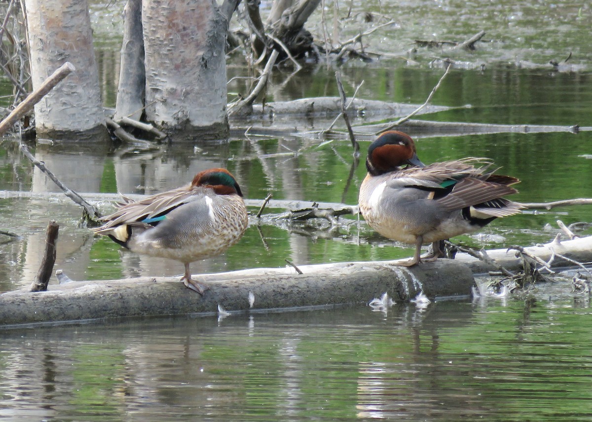 Green-winged Teal - ML29841401