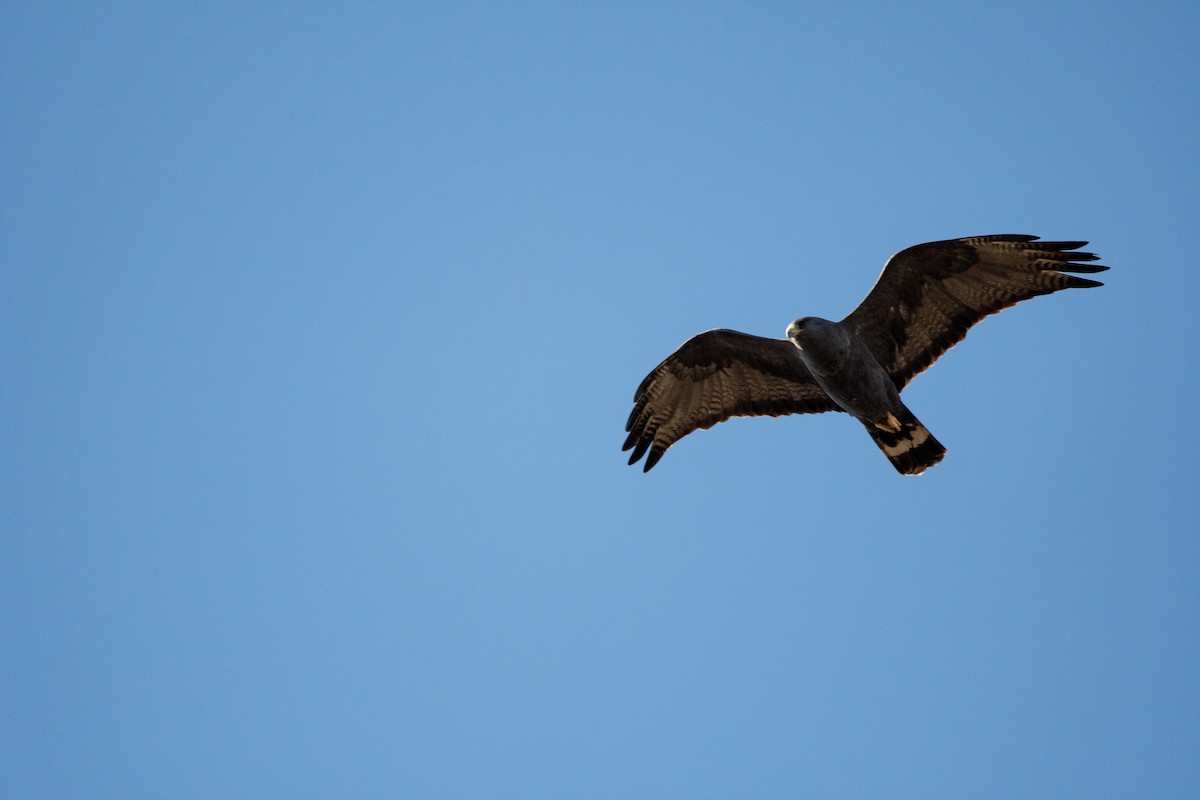Zone-tailed Hawk - David Ornellas
