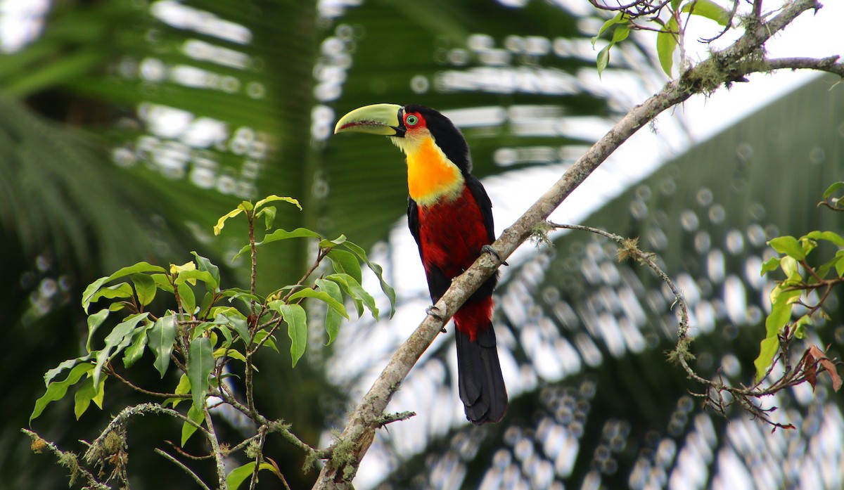 Red-breasted Toucan - ML298416831
