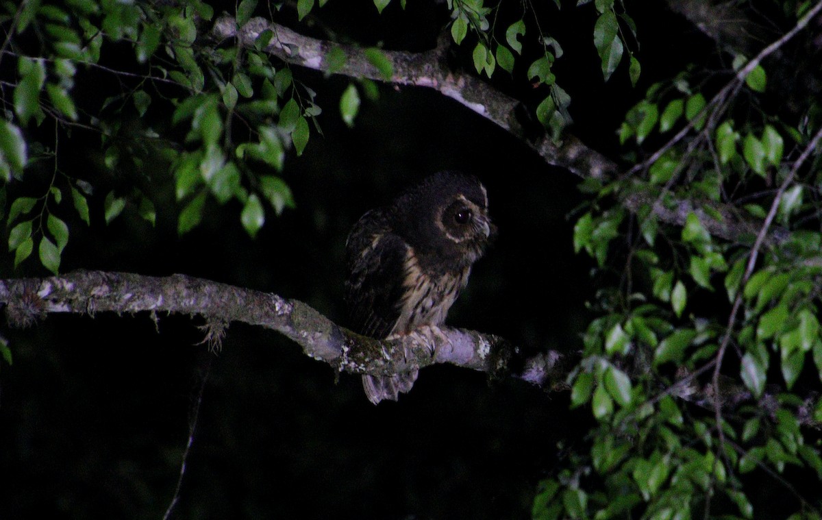 Mottled Owl - Wayne Paes