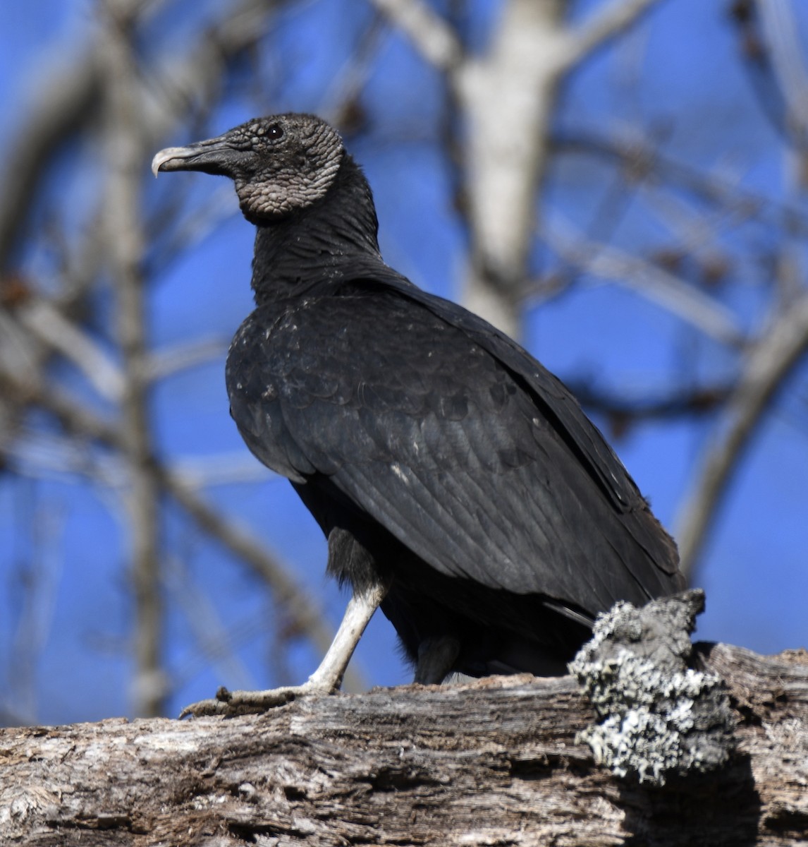 Black Vulture - Cyndy Hardaker