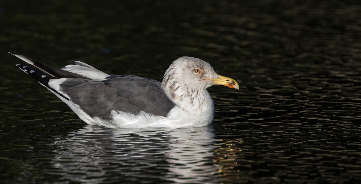 Lesser Black-backed Gull - Francisco Pires