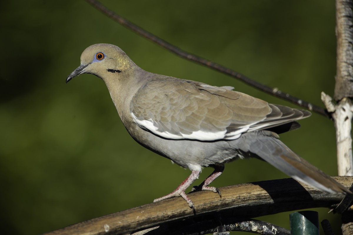 White-winged Dove - ML298425861