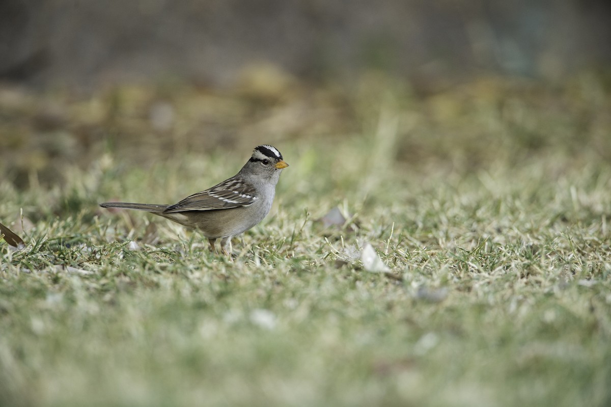 White-crowned Sparrow - ML298427161