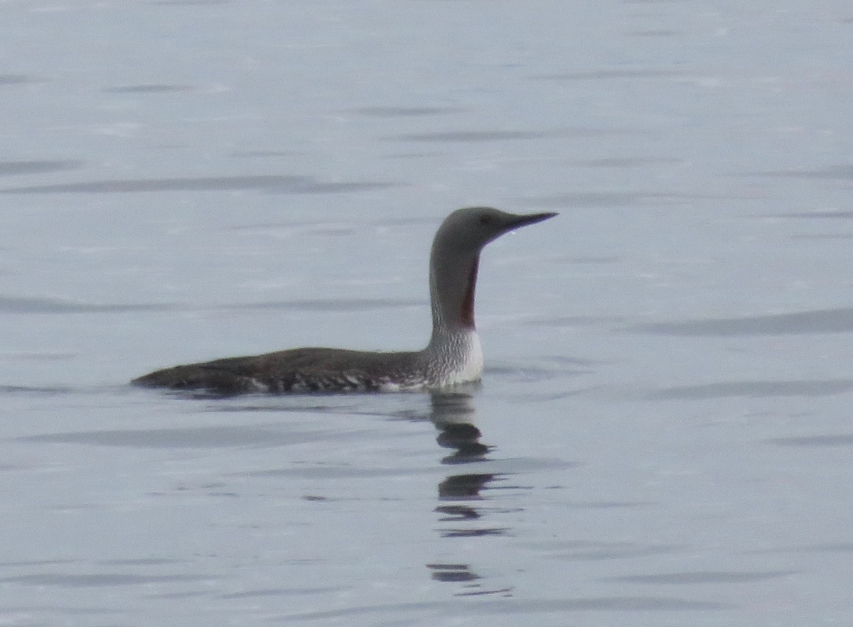 Red-throated Loon - ML29842881