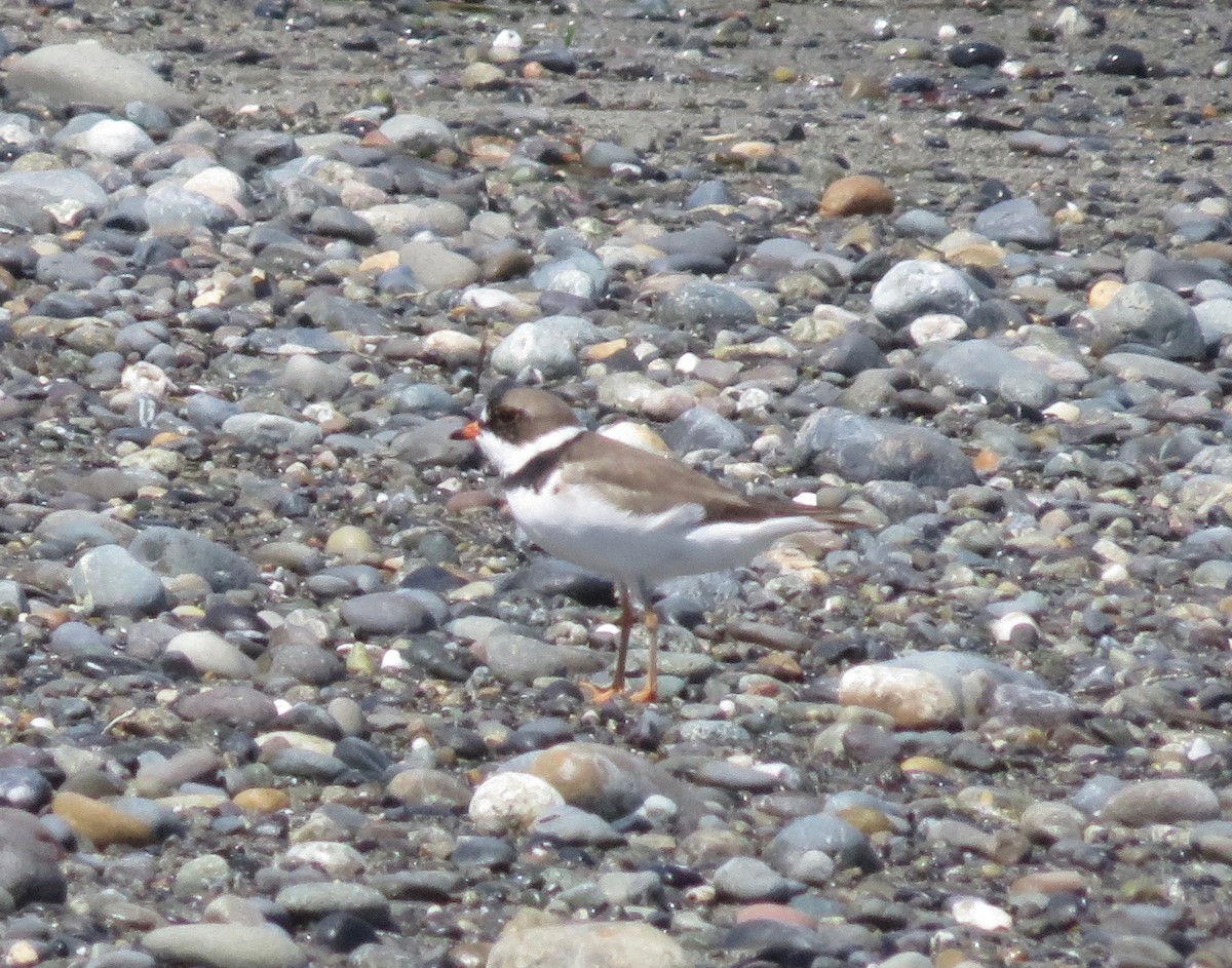 Semipalmated Plover - ML29842911