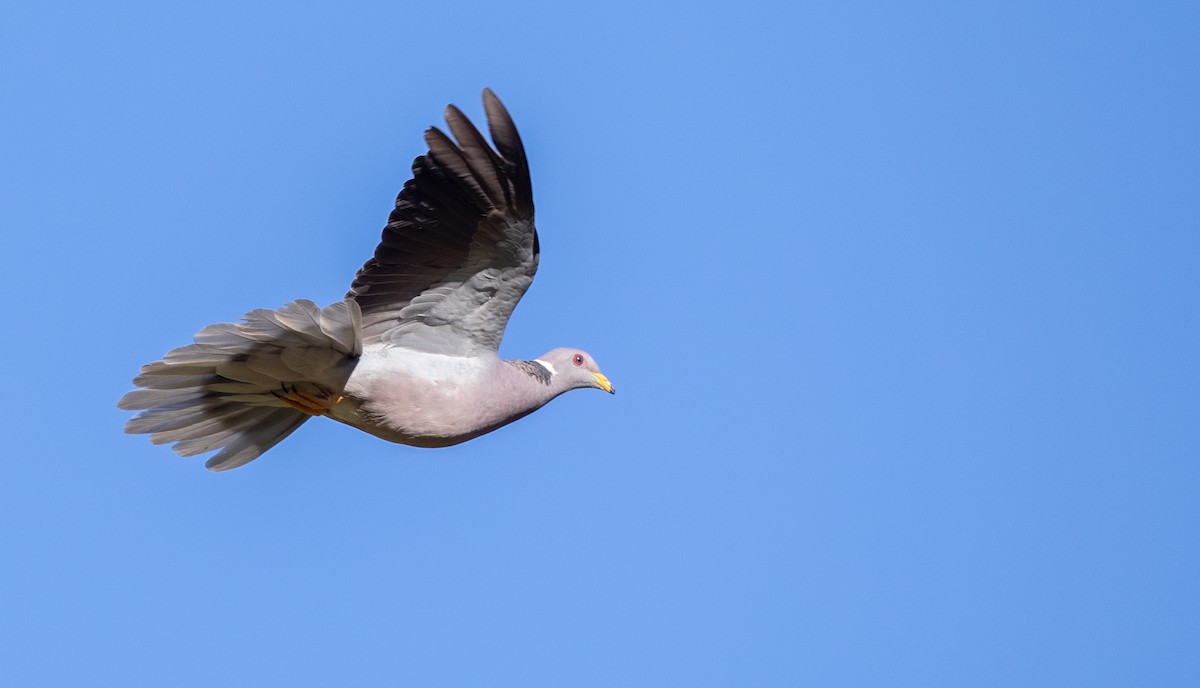 Band-tailed Pigeon (Viosca's) - Ian Davies