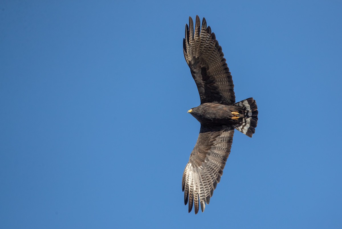 Zone-tailed Hawk - Ian Davies