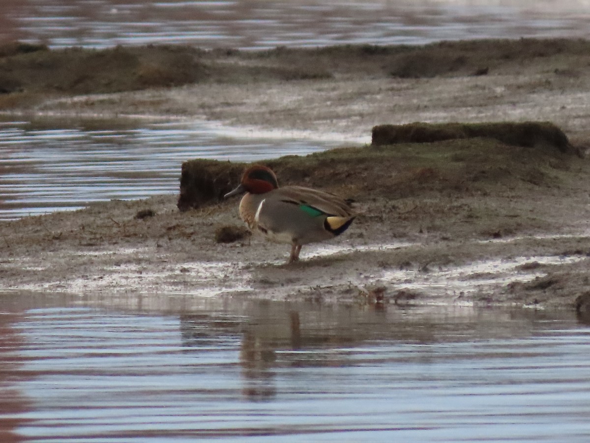 Green-winged Teal - ML298439861