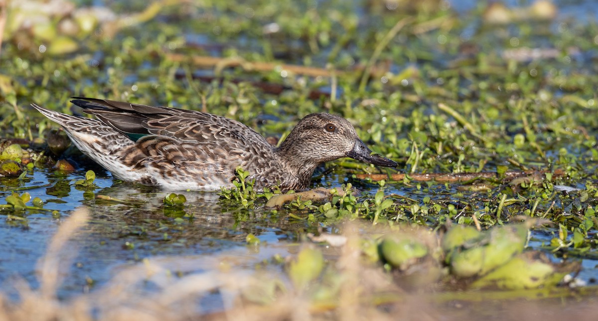 Green-winged Teal - ML298441431