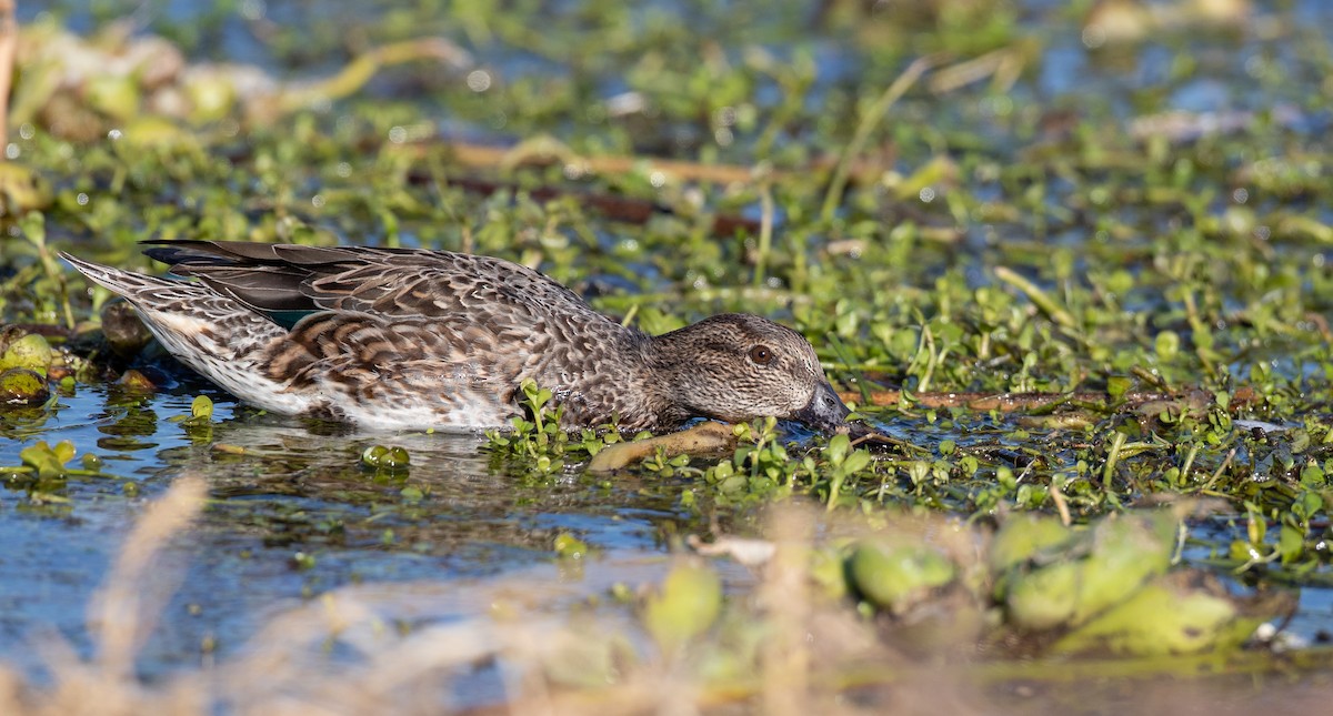 Green-winged Teal - ML298441481