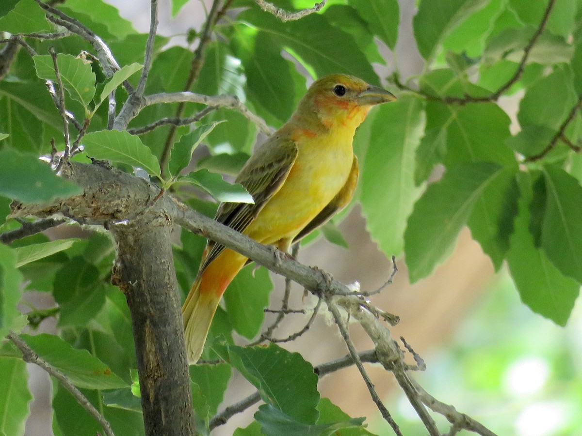 Summer Tanager - Dawn Zappone