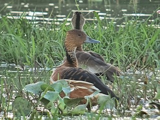 Fulvous Whistling-Duck, ML298446041