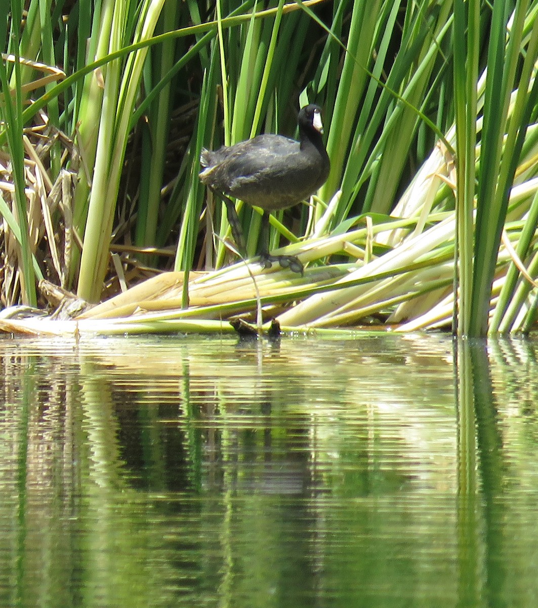 American Coot (Red-shielded) - Dawn Zappone