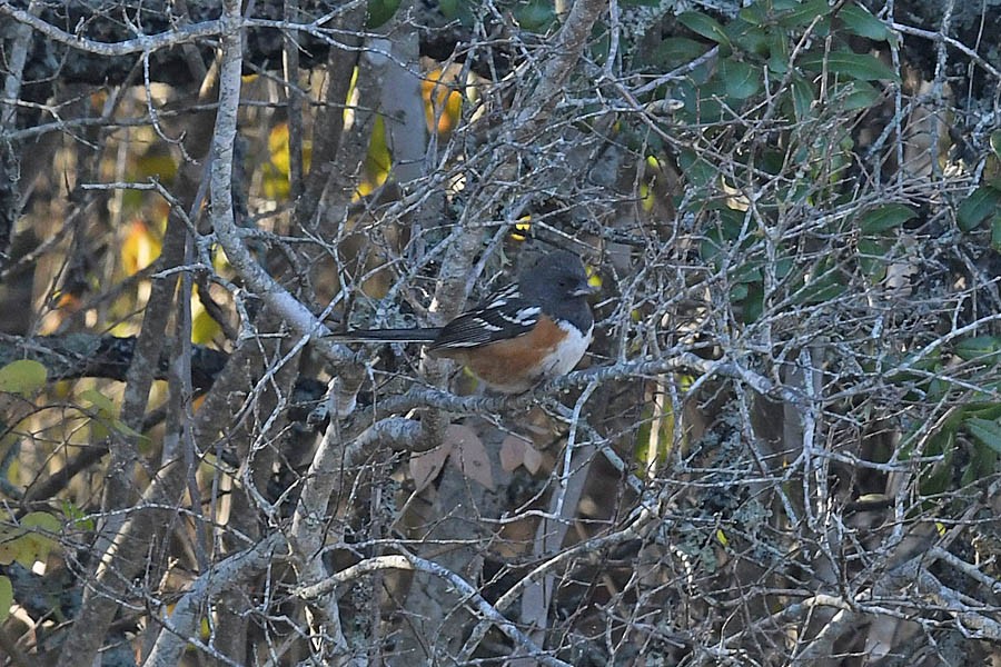 Spotted Towhee - ML298446691