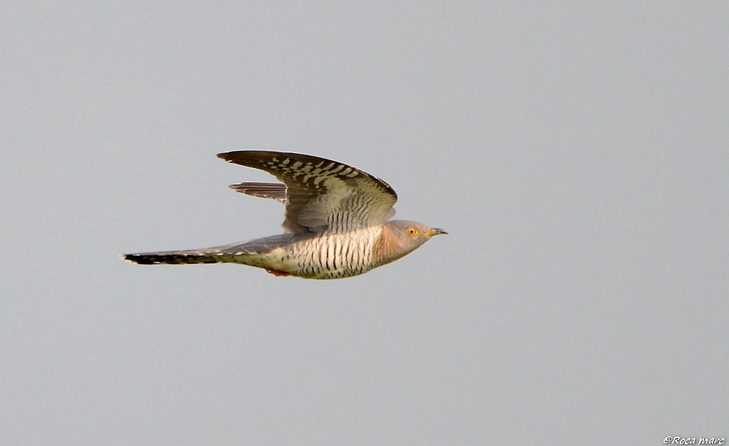 Common Cuckoo - Marc Roca