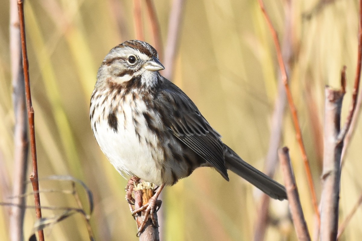 Song Sparrow - Max Brodie