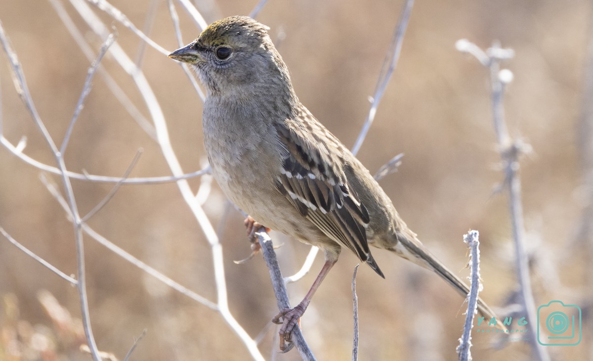 Golden-crowned Sparrow - Denny Yang