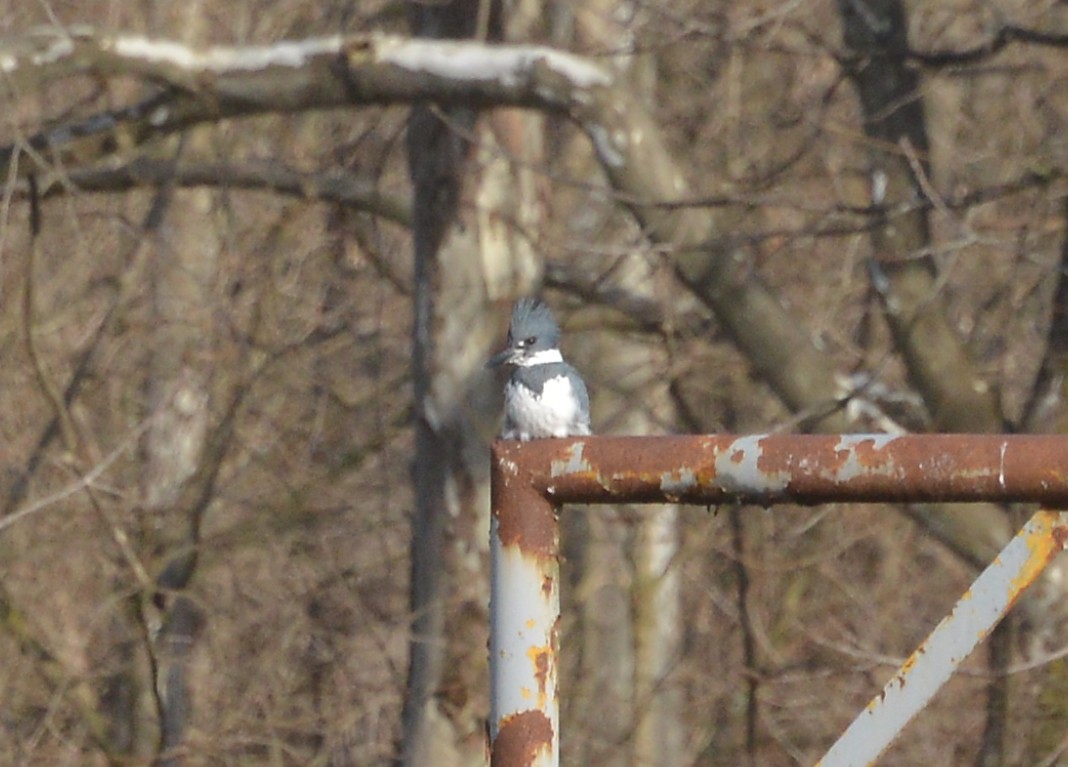 Belted Kingfisher - ML298462481