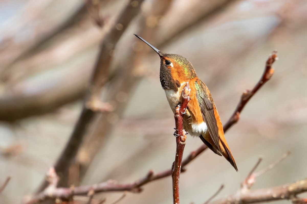 Allen's Hummingbird - ML298467591