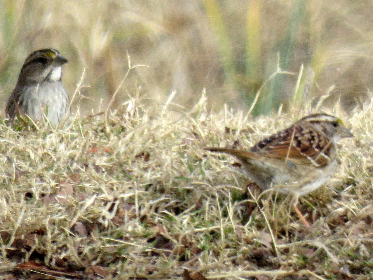 White-throated Sparrow - ML298474731