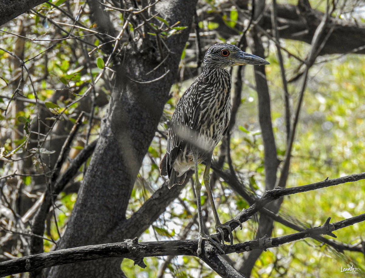 Yellow-crowned Night Heron - Leandro Niebles Puello