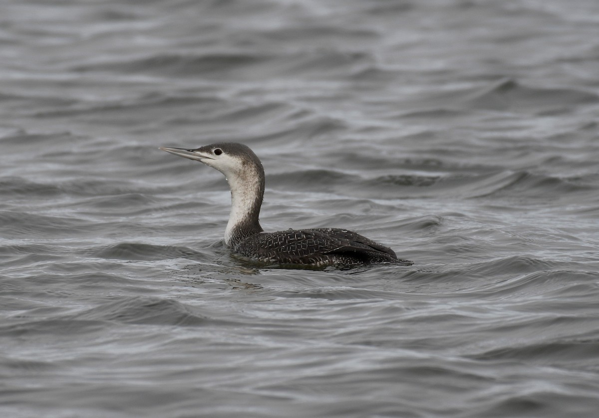 Red-throated Loon - ML298481241