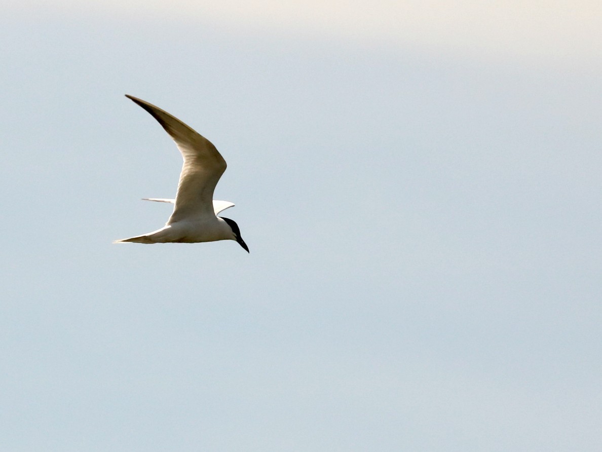 Gull-billed Tern - Sandi Templeton