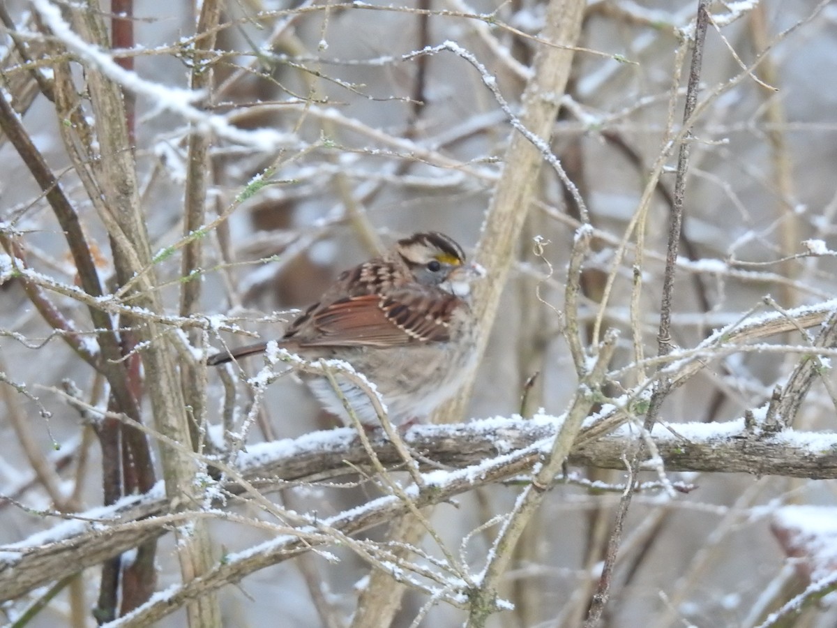 White-throated Sparrow - ML298490221