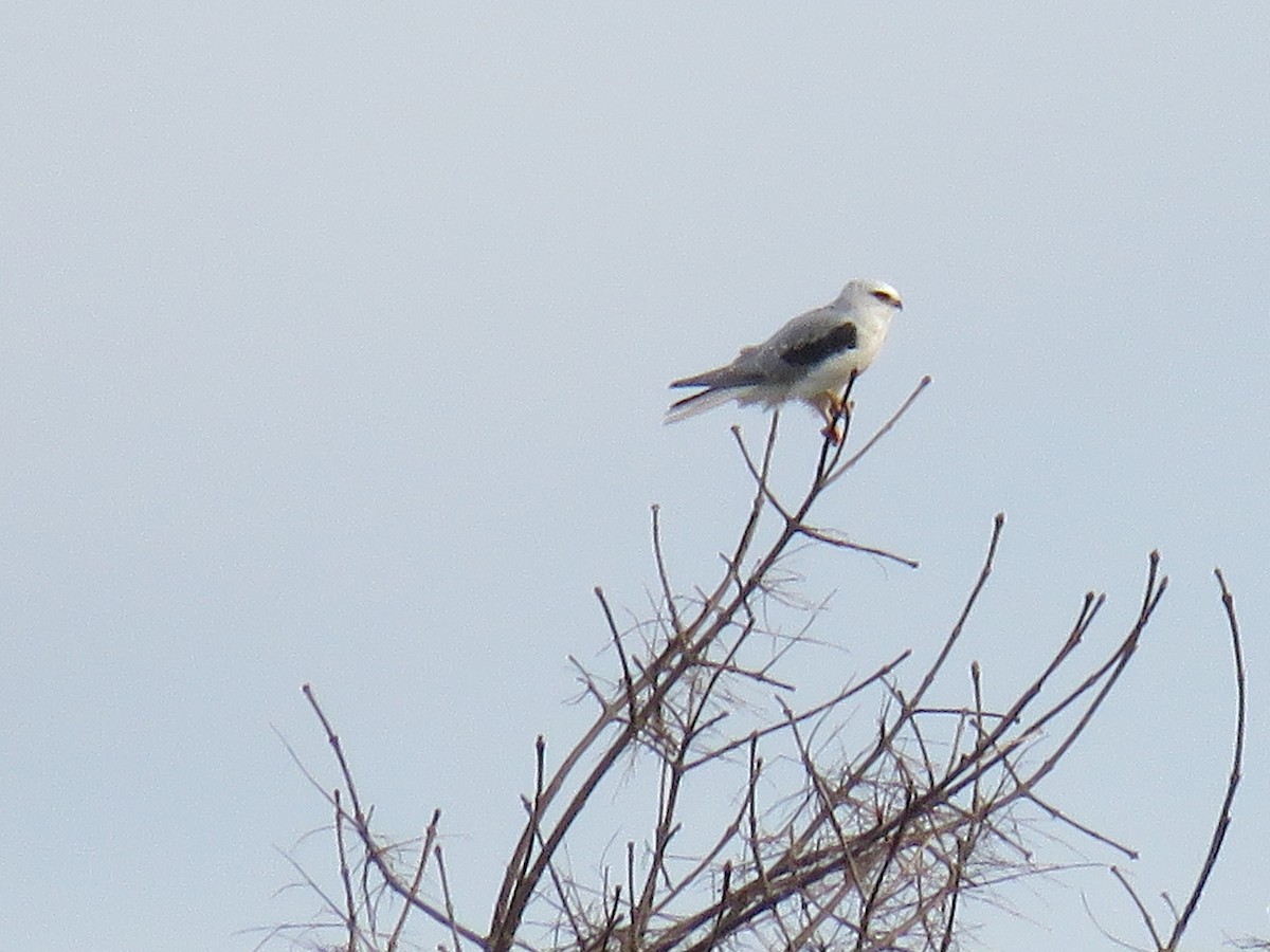 White-tailed Kite - ML298492151
