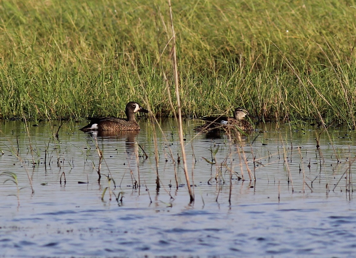 Blue-winged Teal - ML29849441