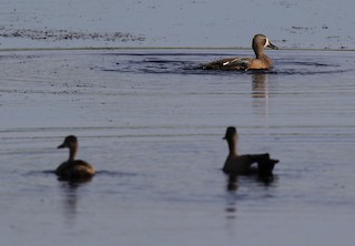 Blue-winged Teal, ML29849451