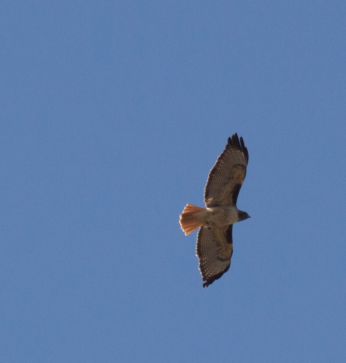 Red-tailed Hawk - ML298502431