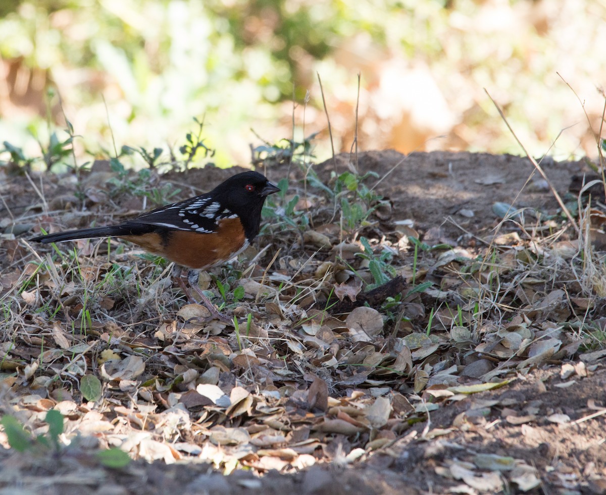 Spotted Towhee - ML298502801