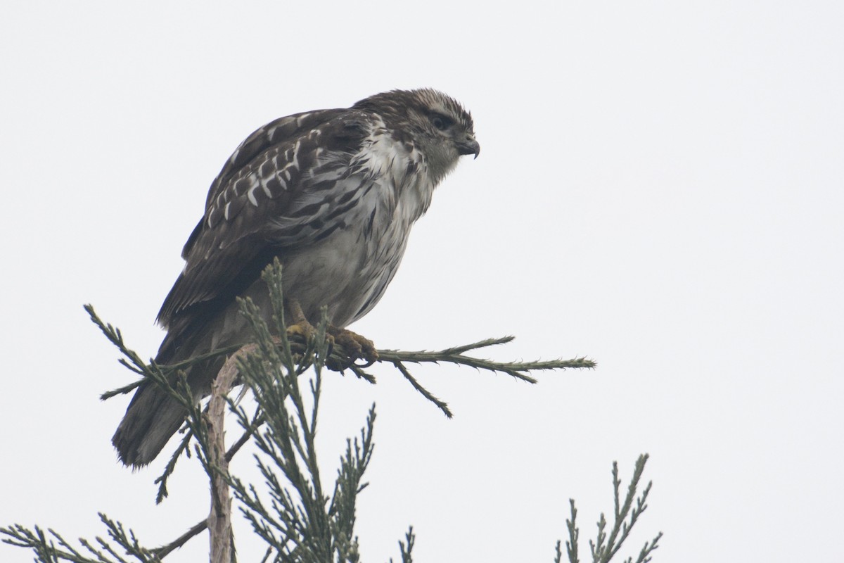 Red-tailed Hawk - ML298503241