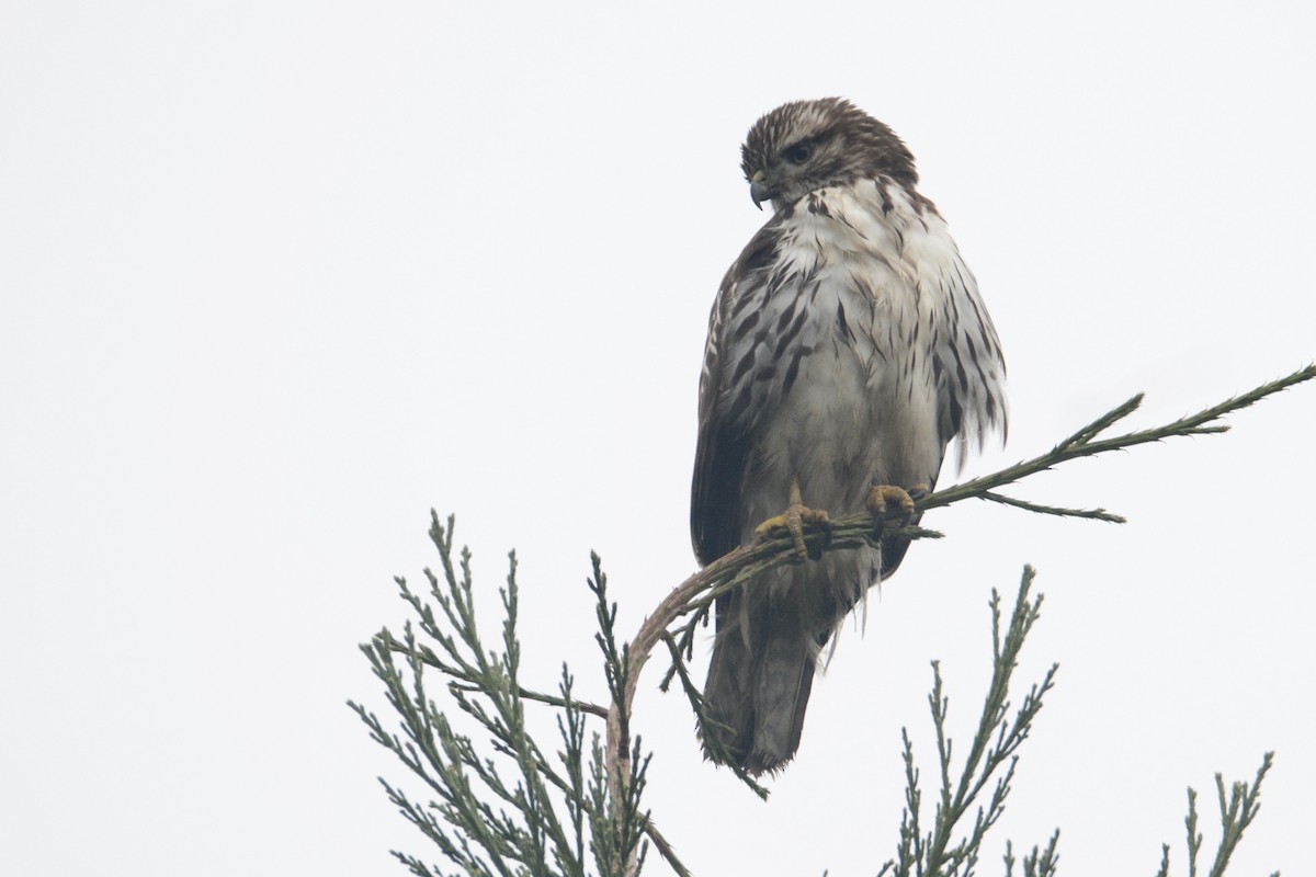 Red-tailed Hawk - ML298503251