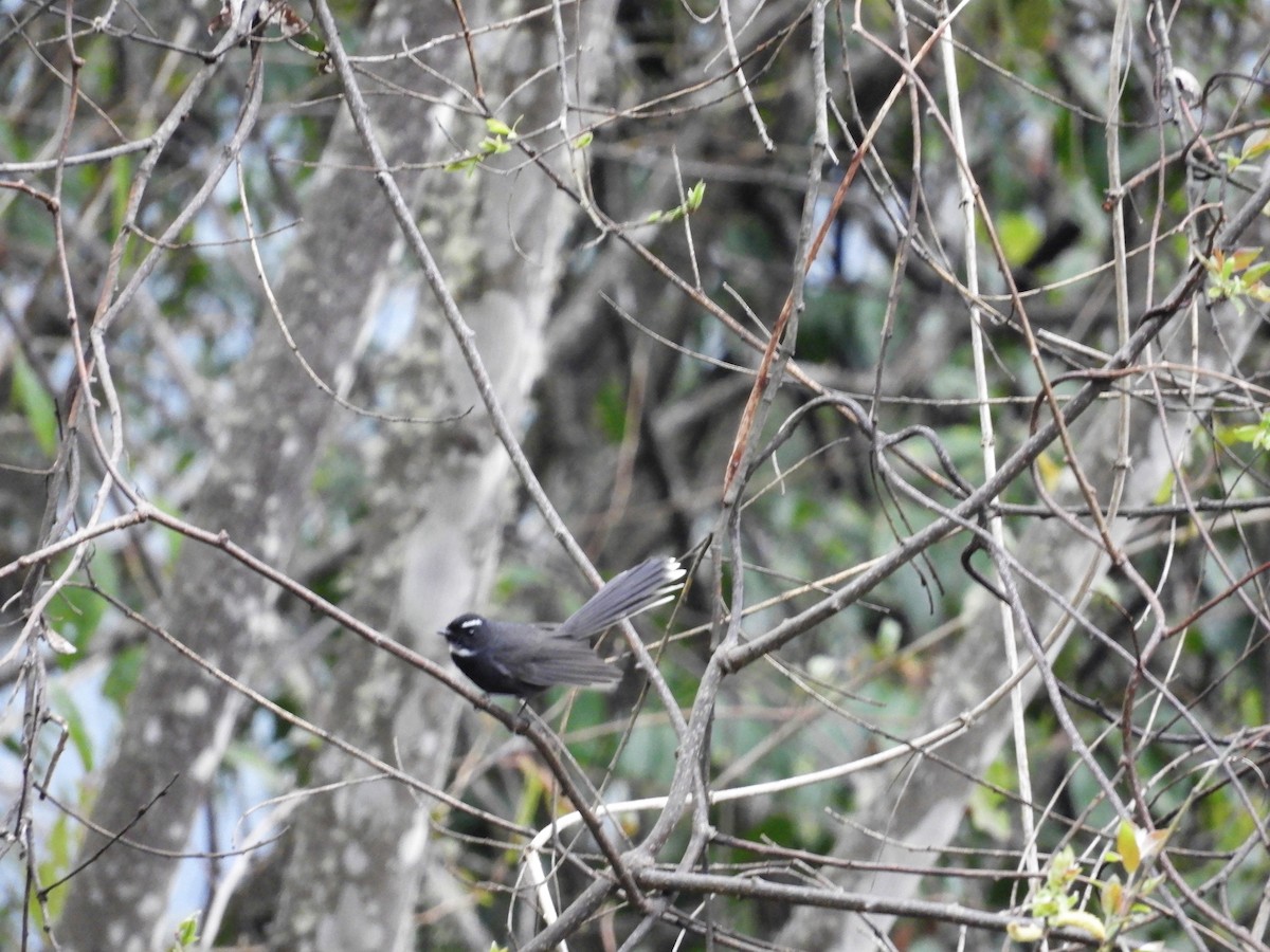 White-throated Fantail - Laurige Boyer